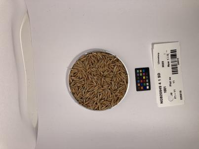 Click for 1 image(s) for this accession. SEED